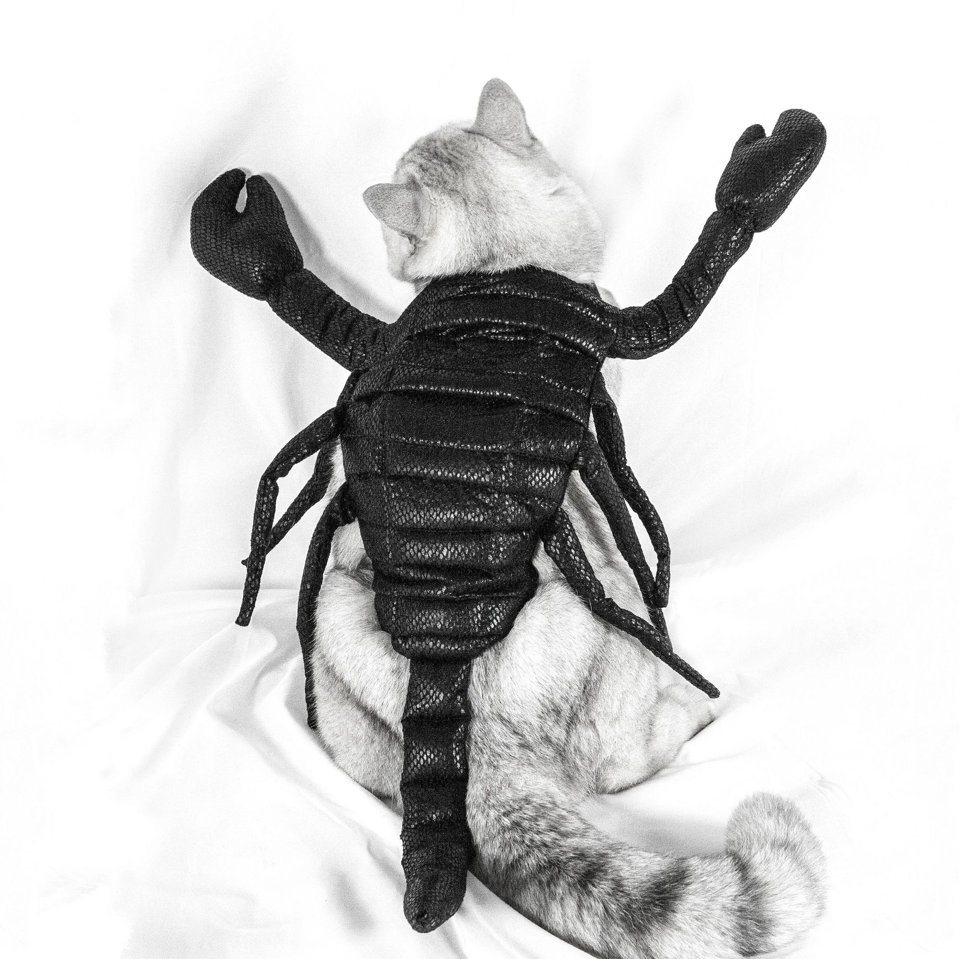 Funny Halloween Scorpion Pet Costume - Cake Pops Parties