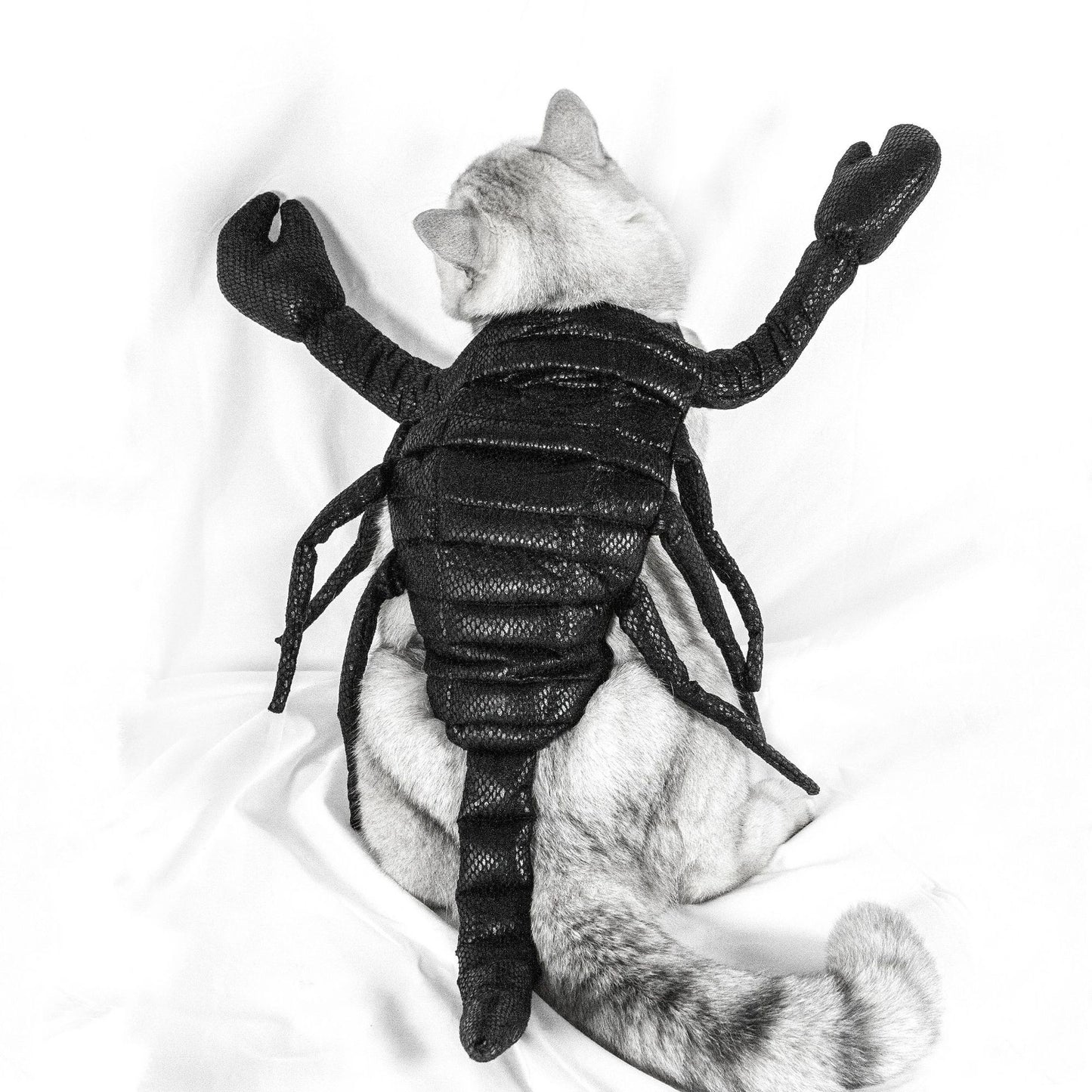 Funny Halloween Scorpion Pet Costume - Cake Pops Parties